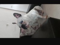 Fransız bulldog uygun