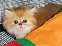 Muhteşem güzellikte golden british longhair yavrular