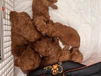 Dişi ve Erkek Poodle yavruları yeni yuvalarını arıyor