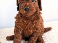 Toy poodle yavrular yeni yuvalarına gitmek için sabırsız