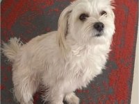 Tatlı Maltipoo yavrular