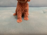 Babalık hakımız kalite poodle