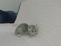 British longhair yavrularımız siz sahiplerini bekliyorlar