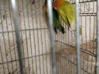 Cennet sevda papağanları mevcuttur