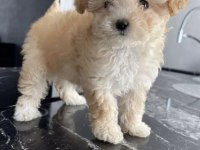 Malipoo 2,5 aylık