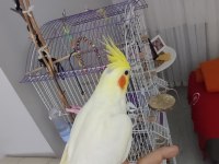 Evcil sultan papağanı