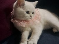 Prenses Minnoş Kedimiz