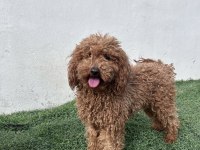 Dişi yetişkin poodle
