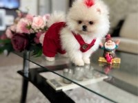 OYUNCAK GİBİ MİNİ BOY DİŞİ ERKEK POMERANİAN AYICIKLAR