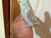 31 Günlük Çekoslovak Bebek Muhabbet Kuşu