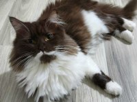 İki tane dişi British Longhair Cat