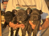 Kaliteli Kan Hattına Sahip French Bulldog Yavruları