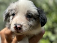 BLUE MERLE VE SİYAH BEYAZ SAFKAN BORDER COLLİE YAVRULARI
