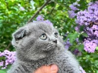 Scottish Fold Yavrularımız