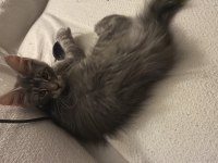 Anne baba şereceli xxl maine coon