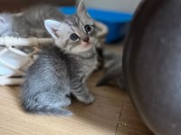 British ve russian blue melez kedilerimiz yuva arıyor