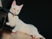 MECBURİYETTEN ANKARA KEDİSİ KIZIMIZA YUVA ARIYORUZ
