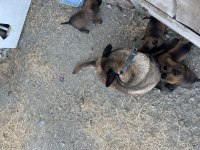 Orijinal belçika kurdu yavruları