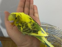 Erkek ele alışkın muhabbet kuşu