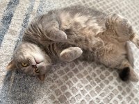 Ücretsiz british shorthair
