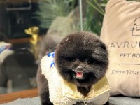 Nadir Renk, Oyuncu Yavru Pomeranian