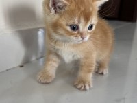 British Shorthair Yavrularımız 2 Aylık