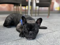 French bulldog erkek