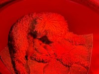 Poodle yavrularımız rezerveye acıktık 3 adet var
