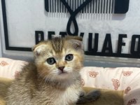 Golden tabby scottish fold erkeğim