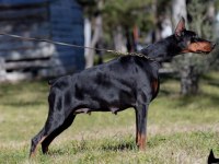 Export şecereli balkan şampiyonu damızlık doberman
