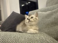 British Shorthair Silver Point
