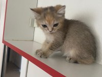 Safkan british shorthair