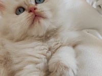 British longhair 50 günlük