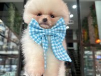 Orijinal safkan şecereli pomeranian boo yavrular