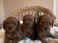 KORE KAN MİNİ BOY TOY POODLE YAVRULARIMIZ