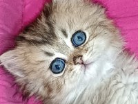Biritish shortair british longhair safkan yavrular