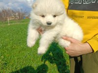 Safkan samoyed yavruları