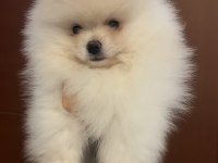Pomeranian ayı yavrumuz