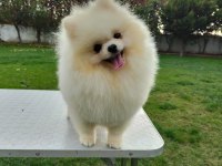 Kore Kan Teddy Bear Beyaz 11 aylık. Show Kalite Pomeranian