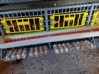 Satılık Bıldırcınlar