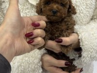 Kore Toy Poodle