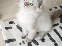 British Longhair 2 Aylık