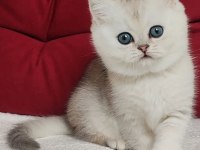 Masum güzellik ns24 british shorthair