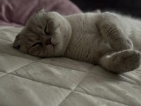 10 aylık scottish fold