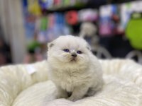 Üst kalite scottish fold bebeklerimiz