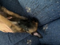45 günlük dişi yavru safkan belçika malinois