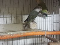 Hobi üretimden sevda papağanı