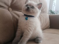 2 Aylık Dişi ve Erkek British Shorthair Yavrular