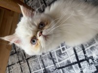 Güzelleri Güzeli İran Kedisi Yavru