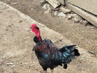 Yeşil kel hint kırması